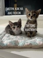 Открытка "Ты котёнок"