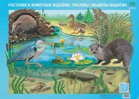 Плакат "Растения и животные водоёма. Расліны і жывёлы вадаёма"