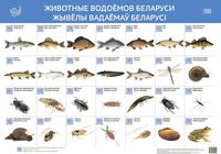 Животные водоёмов Беларуси. Жывёлы вадаёмаў Беларусі